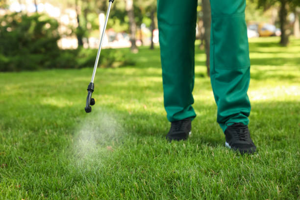 Best Flea Control Services  in Willow Grove, TX