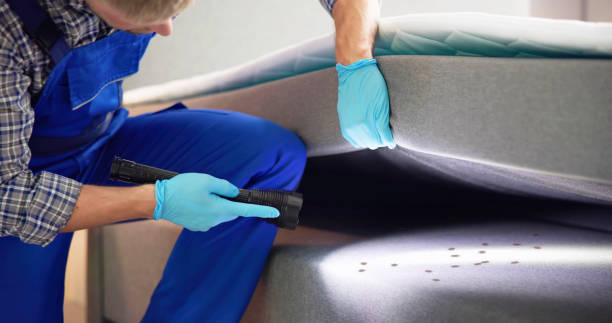 Best Local Pest Control Services  in Willow Grove, TX