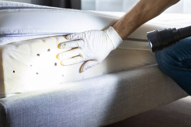 Reliable Willow Grove, TX Pest Control Solutions