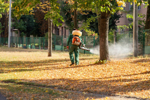 Best Residential Pest Control  in Willow Grove, TX