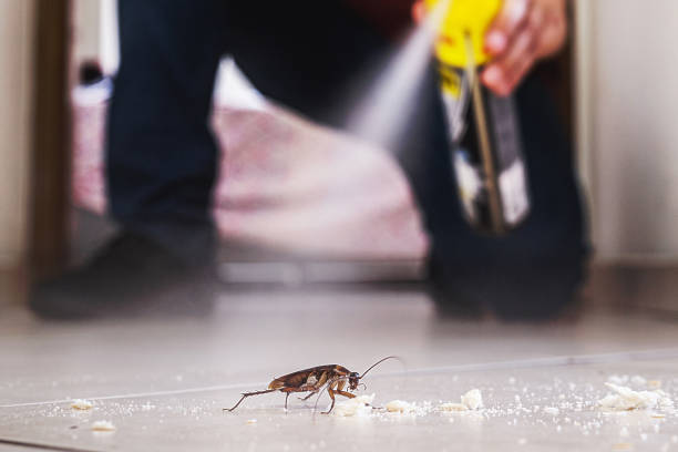 Best Wasp Removal Services  in Willow Grove, TX