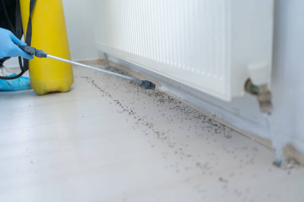 Best Termite Control Services  in Willow Grove, TX